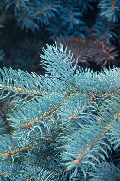 Branches of blue fir tree. Background — Stock Photo, Image