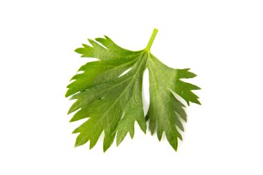 Kereviz yaprağı beyaz arkaplanda izole edilmiş. Üst görünüm.