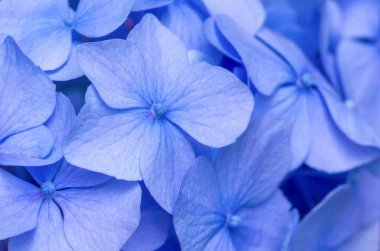 Mavi ortanca arka planı. Hortensiya çiçek yüzeyi.