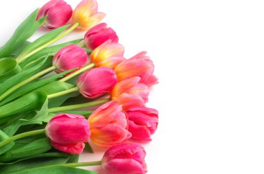 Beyaz arkaplanda kırmızı laleler.