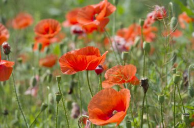 Kırmızı gelincikler yeşil alanda