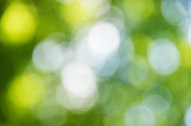 Güneşli soyut yeşil doğa arka planı, seçici odak