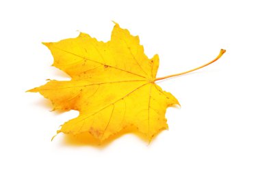 Sonbahar akçaağaç yaprağı beyaz arkaplanda izole edildi