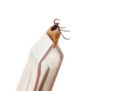 Keneler, beyaz arkaplanda izole edilmiş.