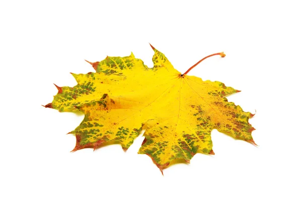 Autumn maple leaf isolated on white background — Stock Photo, Image