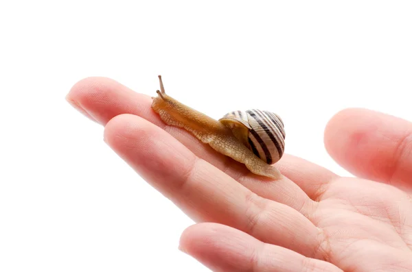 Tuin slakken op hand geïsoleerd — Stockfoto