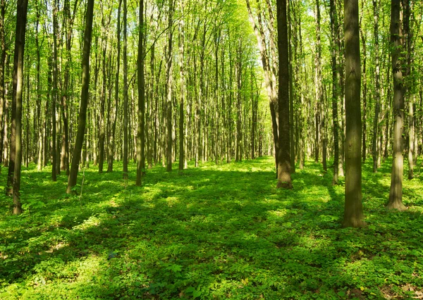 Hermoso Bosque Verde Primavera — Foto de Stock