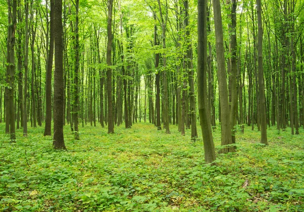 Hermoso Bosque Verde Primavera — Foto de Stock