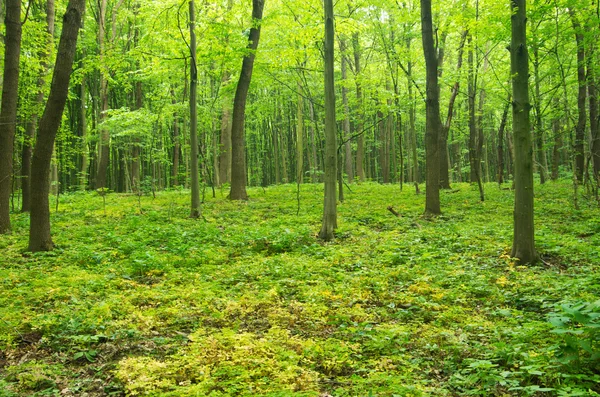Schöner Frühlingshafter Grüner Wald — Stockfoto