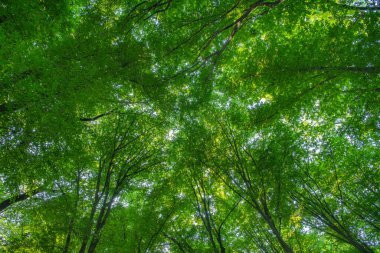 Yeşil ormanda güneş ışığı, bahar zamanı.
