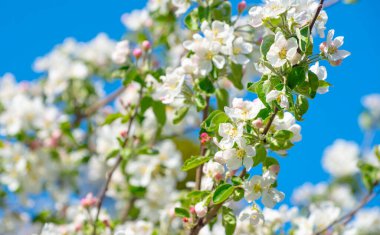 Bahar Elma Çiçeği mavi gökyüzünde.