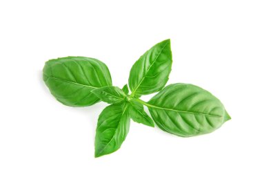 Taze yeşil fesleğen yaprakları, beyaz arka planda izole edilmiş..