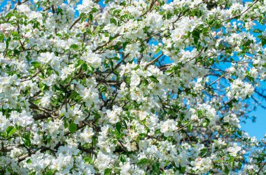 Bahar Elma Çiçeği mavi gökyüzünde.