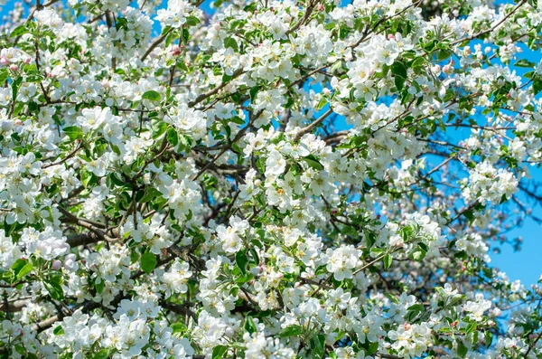 Bahar Elma Çiçeği mavi gökyüzünde.