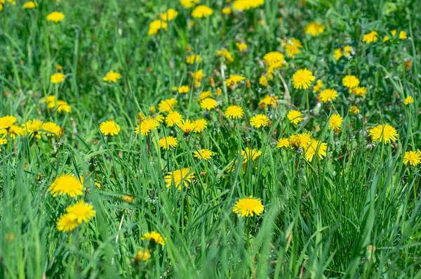 Yeşil çayırda karahindiba