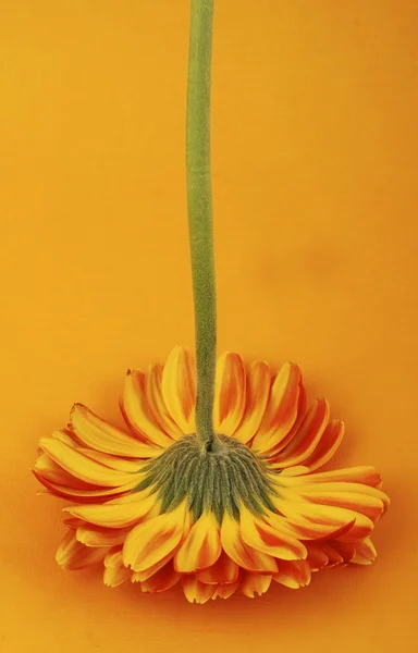 Sarı gerberalar baş aşağı 