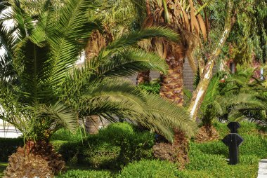 Palm geniş