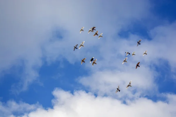 Pigeons volant, ciel bleu, nuages blancs p3 — Photo