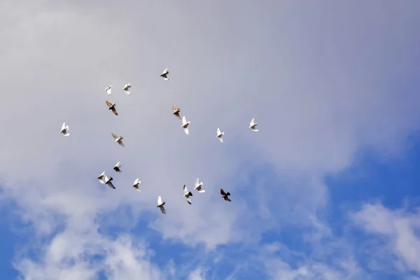 Pigeons volant, ciel bleu, nuages blancs p4 — Photo
