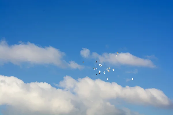 Pigeons volant, ciel bleu, nuages blancs p7 — Photo