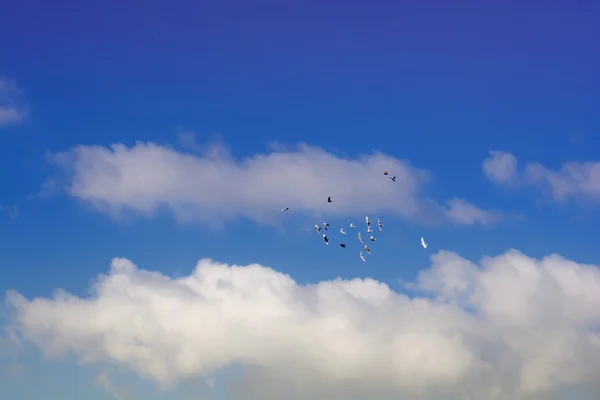 Pigeons volant, ciel bleu, nuages blancs p6 — Photo