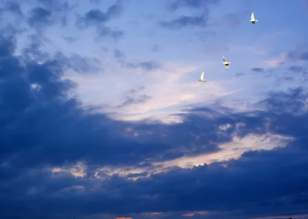 Pigeons volant, ciel bleu, coucher de soleil p3 — Photo