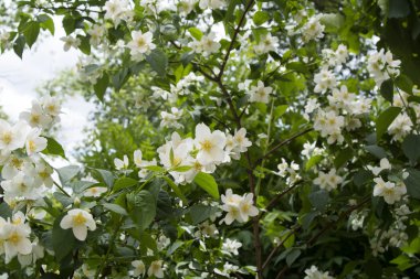 küçük beyaz çiçekler