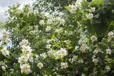 küçük beyaz çiçekler