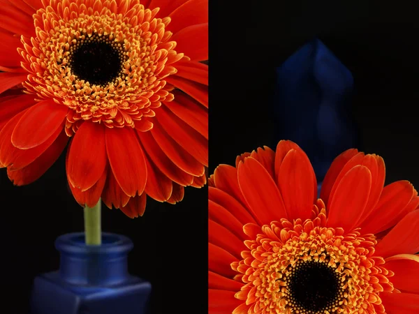 Turuncu gerbera mavi şişe