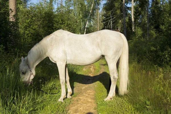 Caballo blanco — Foto de Stock