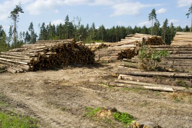 Ormanların tahrip edilmesi
