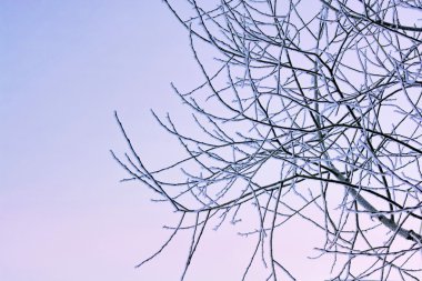 donmuş ağaçlar beyaz