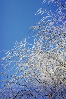 donmuş ağaçlar beyaz