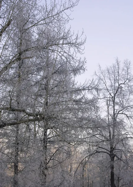 Árvores congeladas branco — Fotografia de Stock