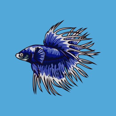 Siyam dövüş balığı (