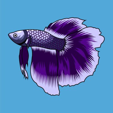 Siyam dövüş balığı (