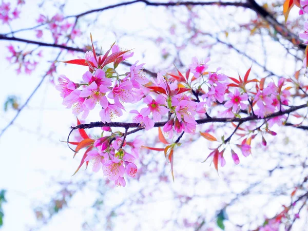 Primer Plano Flores Cerezo Del Himalaya Salvaje Sakura — Foto de Stock