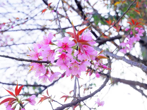 Blisko Dzikie Himalajskie Kwiaty Wiśni Lub Sakura — Zdjęcie stockowe