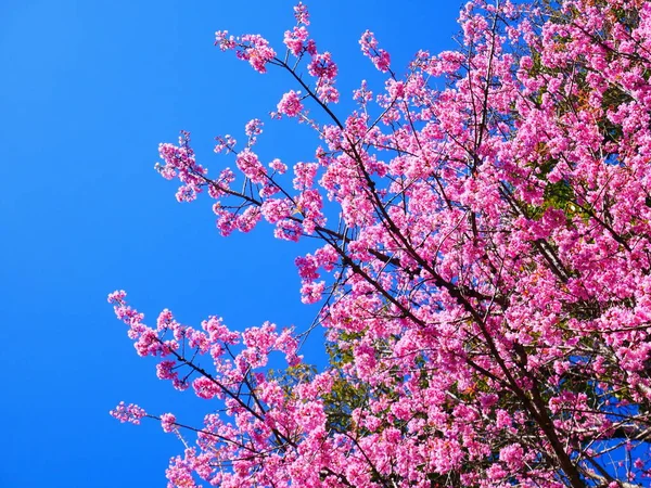 Blisko Dzikie Himalajskie Kwiaty Wiśni Lub Sakura — Zdjęcie stockowe