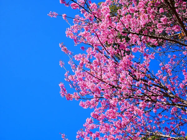 Blisko Dzikie Himalajskie Kwiaty Wiśni Lub Sakura — Zdjęcie stockowe