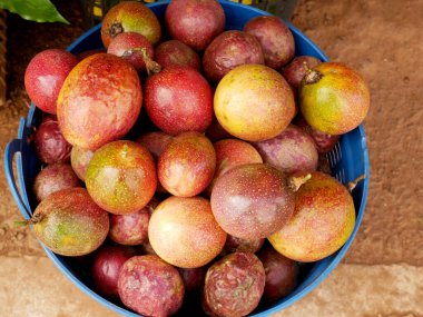 Taze mor tutku meyveleri çiftlikten toplanıyor.