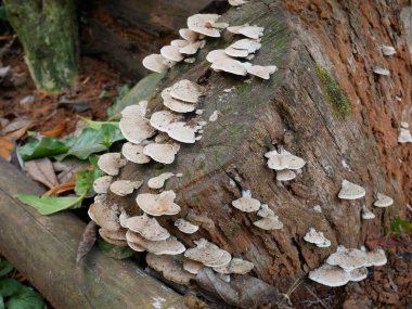 Ağaç gövdesindeki mantarlar