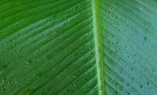 Green Leaves Natural Green Background Green Leaf — Stock Photo, Image