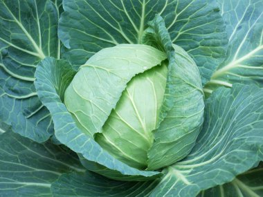 Bahçede lahana yetişiyor.