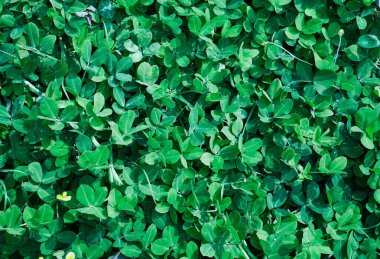 ürün gösterimi için yeşil yapraklı yaprak bitkisi