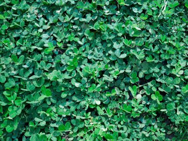 ürün gösterimi için yeşil yapraklı yaprak bitkisi