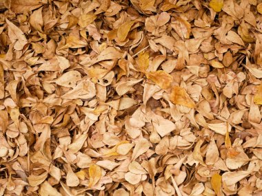 Beton zeminde kuru yapraklar.