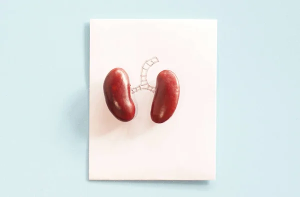 Rote Kidney Bohnen Isoliert Bohnen Für Tierfutter — Stockfoto