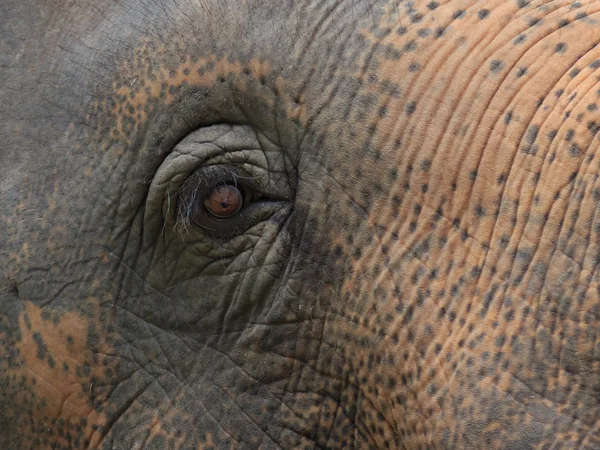 Closeup elephant eye Royalty Free Stock Photos