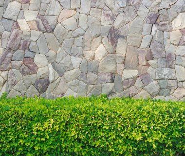 Bitki ve taş duvar.